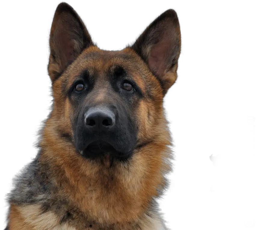  Dog German Shepherd Png German Shepherd Png