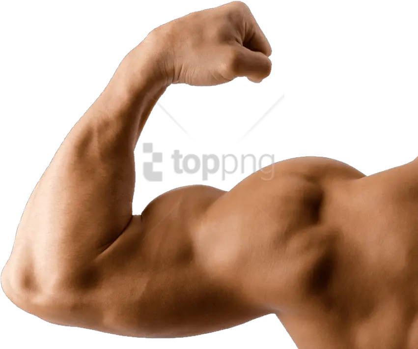  Arm Muscle Arm Png Arm Transparent Background