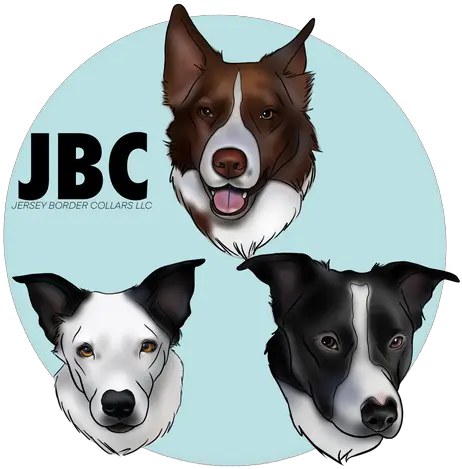  Jersey Border Collars Northern Breed Group Png Paw Print Icon Border