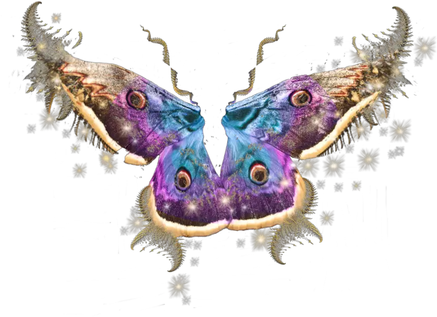  Fairy Wings Insects Bugs Fairy Transparent Side View Wings Png Butterfly Wing Png