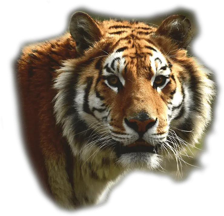  Bengal Tiger Transparent Png Tiger Bengal Transparent Tiger Face Png