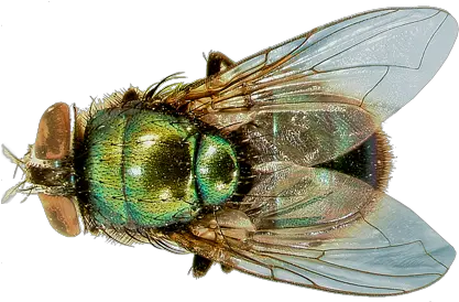  Green Fly Png Transparent Background Flesh Fly Wing Venation Fly Png