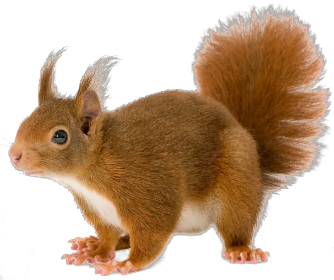  Squirrel Transparent Background Png Squirrel Transparent Background Squirrel Transparent Background