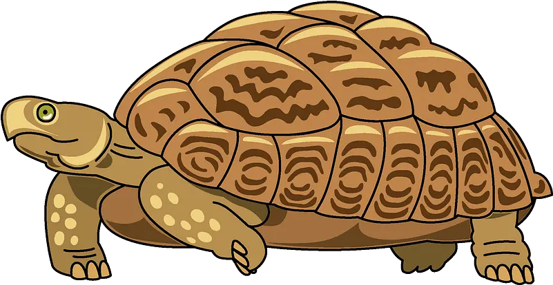  Clipart Turtle Clipart Png Turtle Clipart Png