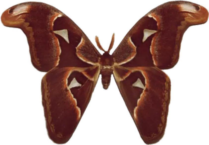  Atlas Moth Atlas Moth Png Butterfly Wings Png