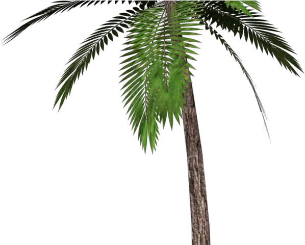  Date Palm Clipart Single Transparent Background Palm Tree Palm Tree Transparent Png Palm Tree Clipart Png