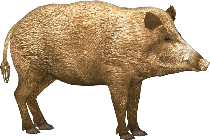  Boar Png Images Free Download Wild Pig Wild Boar Pig Transparent