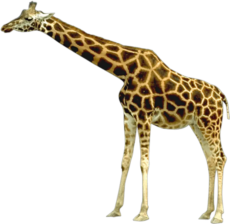  Free Png Giraffe Images Transparent Attica Zoological Park Giraffe Transparent Background