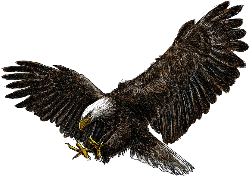  Bald Eagle Png Pic All Eagle Flying No Background Bald Eagle Transparent