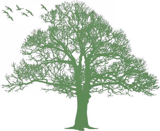  Oak Tree Silhouette Tree Png Download 570464 Free Transparent Green Tree Silhouette Oak Tree Png