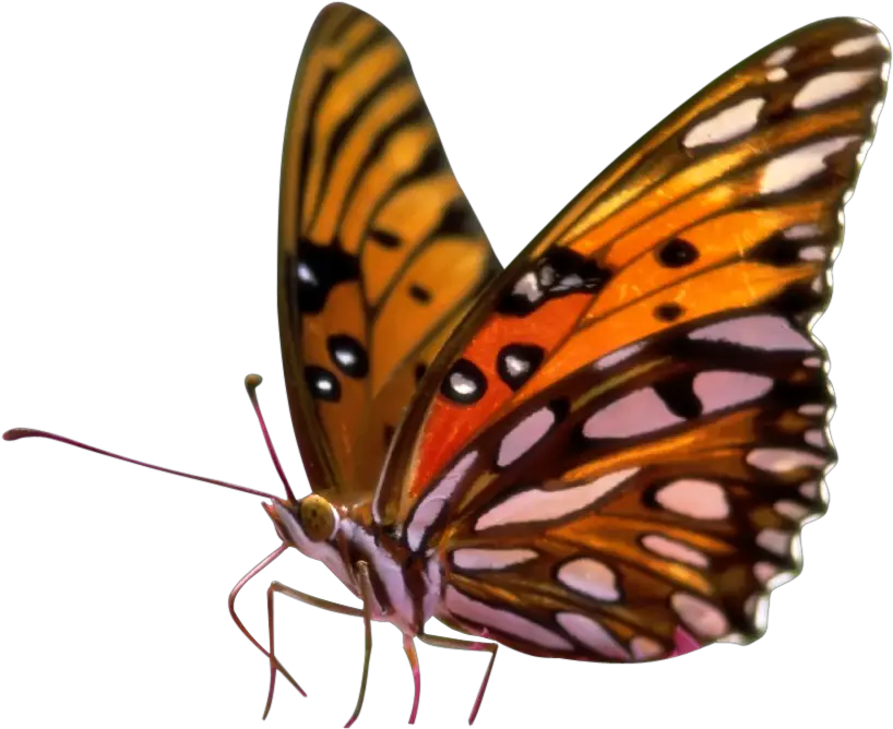  Sitting Butterfly On Flower Png Butterflies Transparent Background