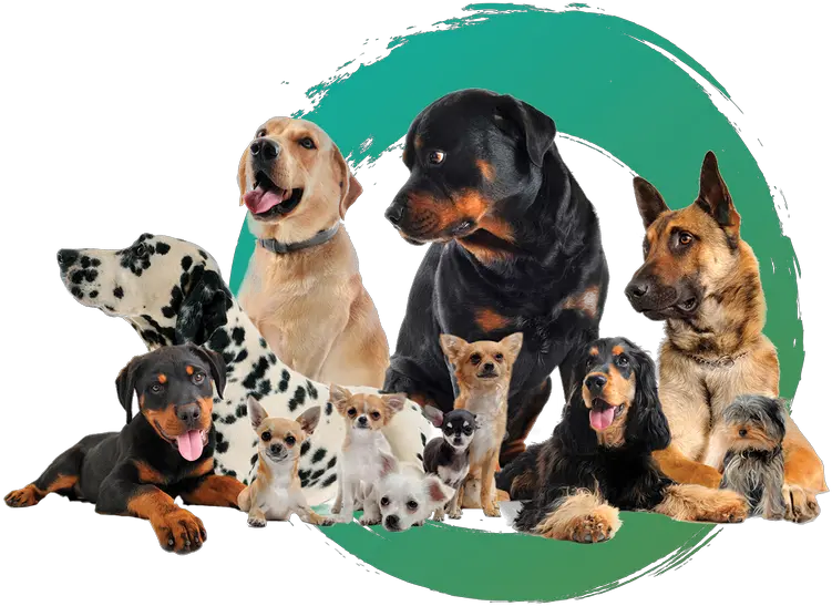  Zen Doggy Den Complete Dog Care In Wheat Ridge Dog Png Pet Png