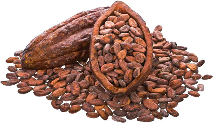  Cocoa Beans Png Image Mart Cocoa Beans Transparent Background Beans Png