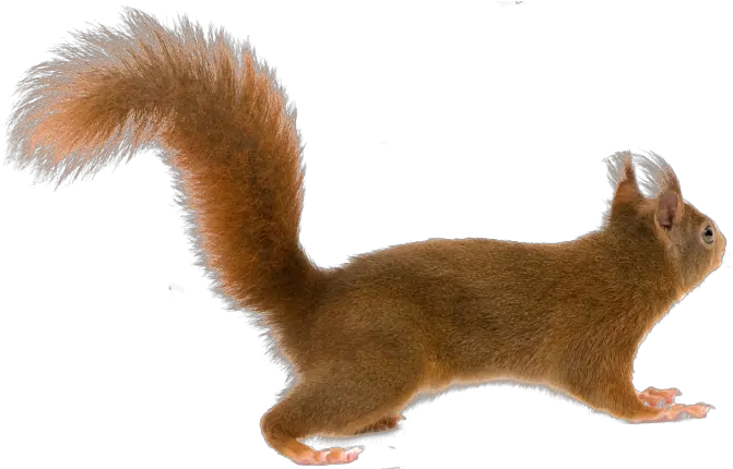  Squirrel Png Squirrel Tail Png Squirrel Transparent Background