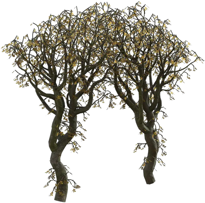  Trees Arch Leaves Mexican Pinyon Png Tree Bark Png