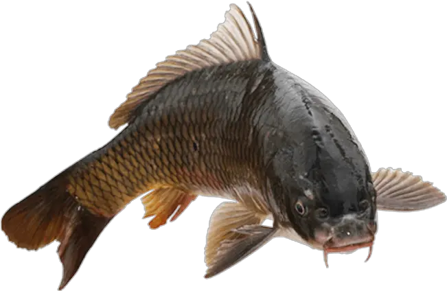  Common Carp Fish No Background Image Fish With No Background Png Fish Png Transparent