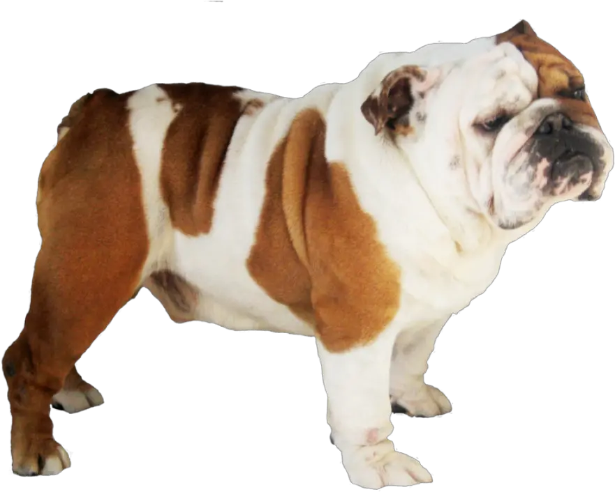  Bulldog Png Image Bulldog Bulldog Png