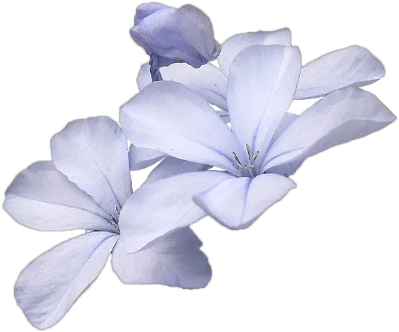  Small Blue Flowers Png Transparent Flower