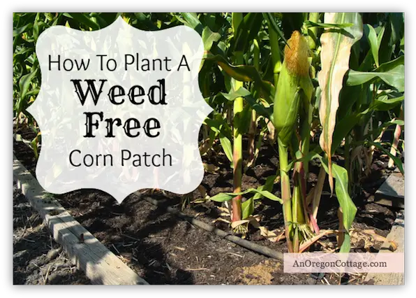  Download How To Plant Corn Weed Free Garden Png Image With Soil Corn Plant Png