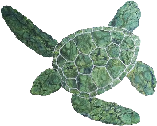  Download Hawaiian Green Turtle Green Turtle Png Png Image Ridley Sea Turtle Turtle Transparent Background