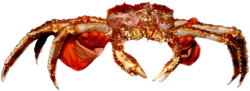  King Crab Alaskan Red King Crab Transparent Png Crab Transparent