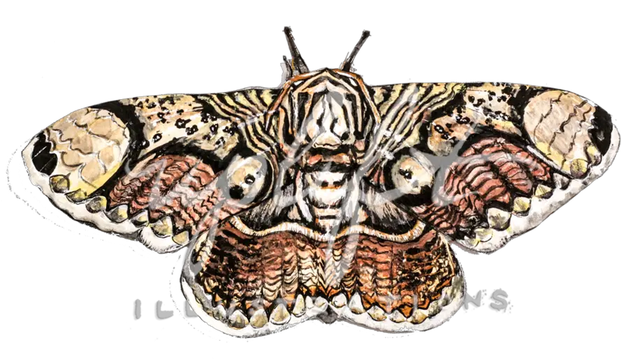  Uplift Illustrations Emperor Moths Png Moth Png