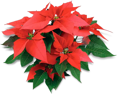  Poinsettias Transparent Background Poinsettia Transparent Poinsettia Png Poinsettia Transparent Background