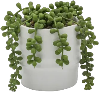  Pearls Ceramic Two Tone Agave Plant String Of Perals Plant Png String Of Pearls Png