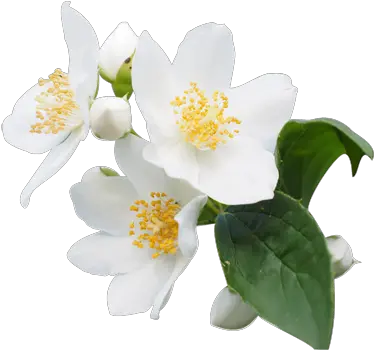  Jasmine Flower Png Transparent Free For Jasmine Flower Png Blossom Png