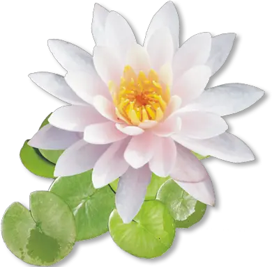  White Lotus Flower Png Shri Ram On Lotus Flower Lotus Flower Png