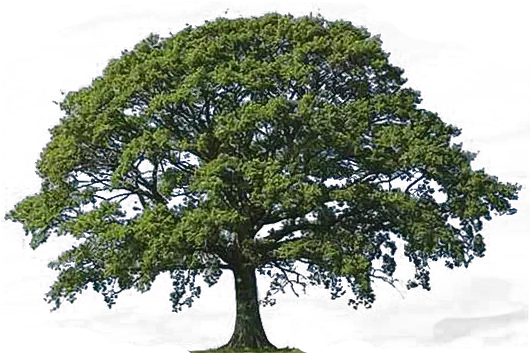  Download Free Png Oak Tree Clip Art Transparent Dlpngcom Tree Png Clip Png