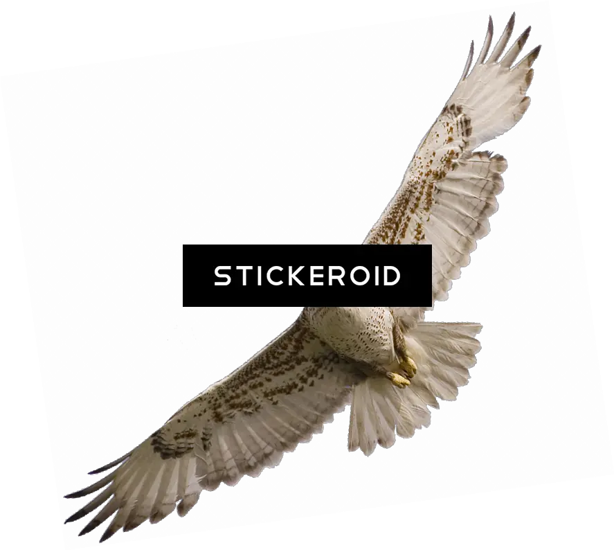  Download Falcon Stockley Farm Png Hawk Png