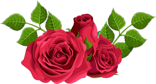  Rose Png Flower Images Free Download Hybrid Tea Rose Png Real Rose Png