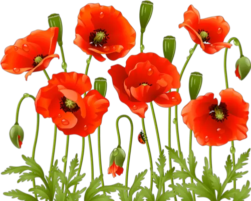  Download Poppy Flowers Red Poppies Spring Large Poppy Flower Png Spring Flowers Png