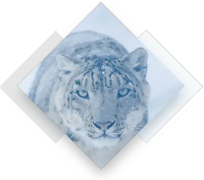  About Snow Leopard Fans Leopardo De Nieves Png Snow Leopard Png