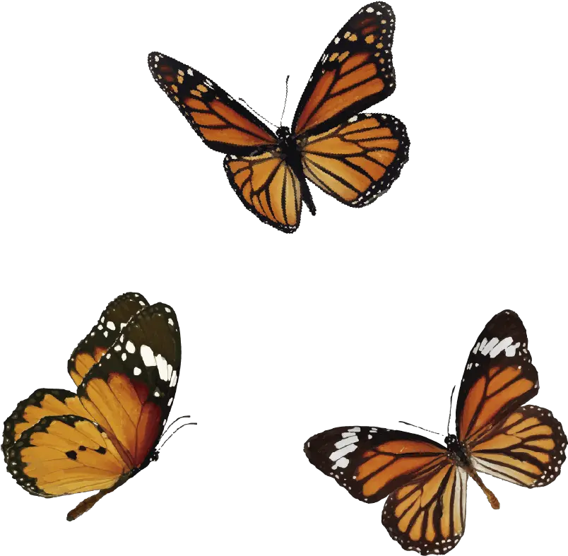  Butterfly Butterfly Png Butterfly Png Transparent