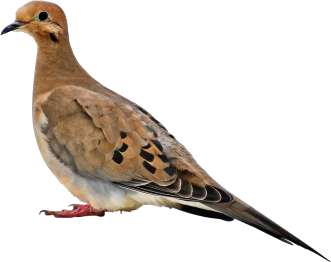  Book About Mourning Doves Transparent Mourning Dove Clipart Png Doves Png