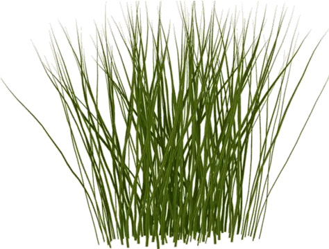  Library Of Tall Grass Banner Free Tall Grass Texture Png Tall Grass Png