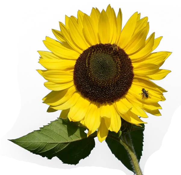  Download Sunflower Png Image For Free Sunflower Card Png Sunflowers Transparent