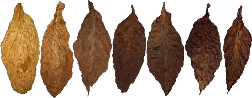  Download Hd Tobacco Png Cigar Wrapper Tobacco Leaf Png