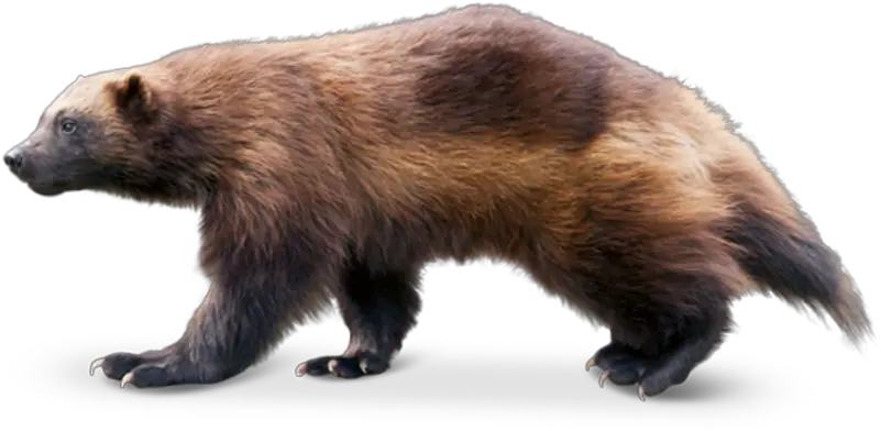  Wolverine Animal Wolverine Transparent Background Png Wolverine Transparent