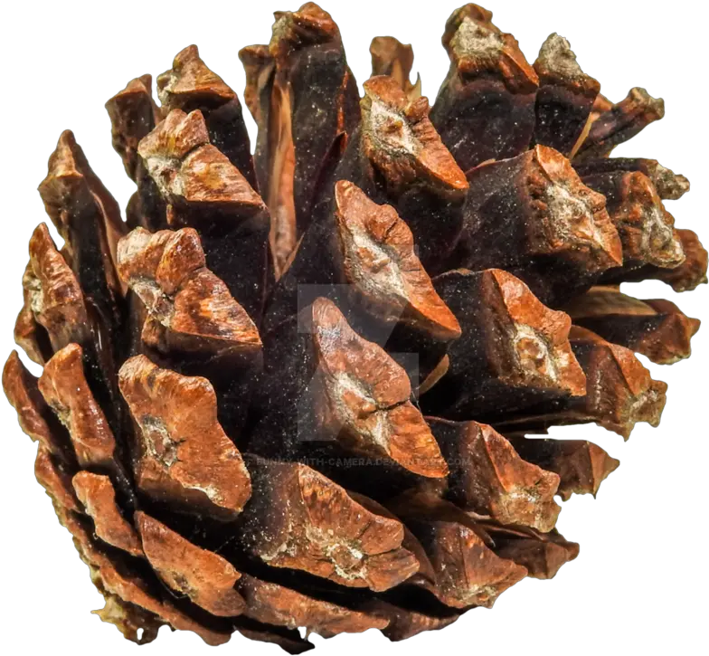  Pine Cone Png Download Image Conifer Cone Pine Cone Png