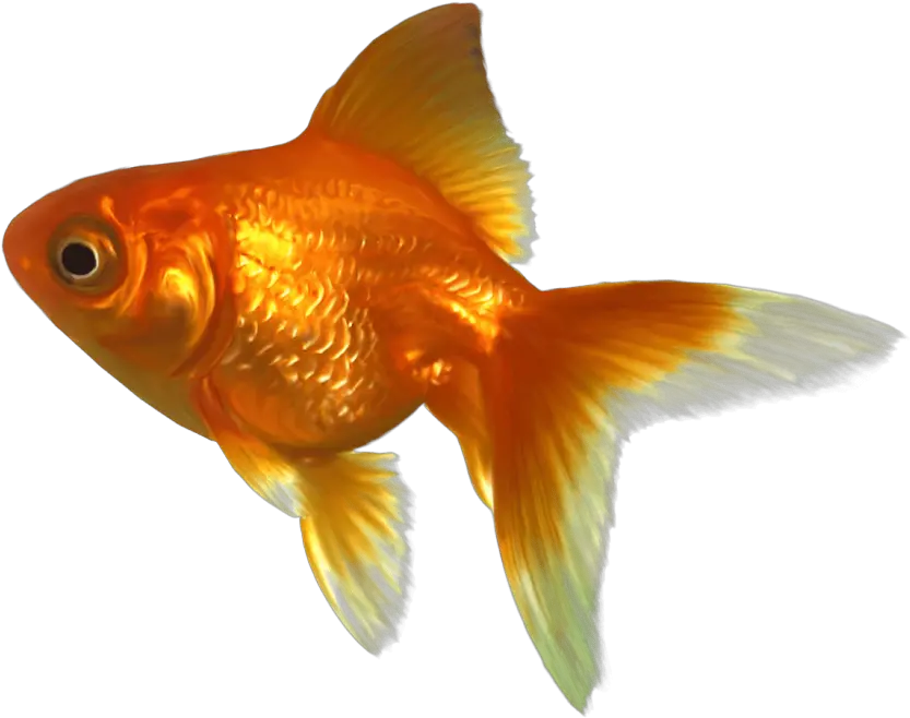  Goldfish Clipart Transparent Background Goldfish Png Fish Clipart Transparent Background