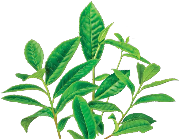  Download Green Tea Png Image 1 Free Transparent Png Images Earl Grey Tea Plants Tea Png