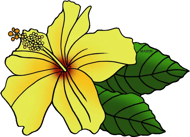  Download Where To Find Hawaiian Borders Hawaii State Hawaii State Flower Clip Art Png Hawaiian Flowers Png