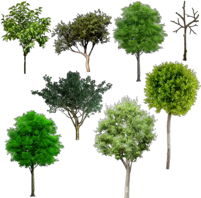  Download Tree Plan Png Browse U003e Flowers U0026 Trees Mix Alberi Da Frutto Psd Trees In Plan Png