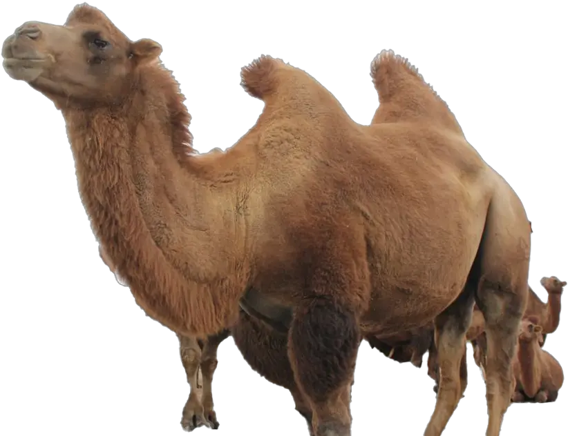  Camel Png Free File Download Play Bactrian Camel Camel Png