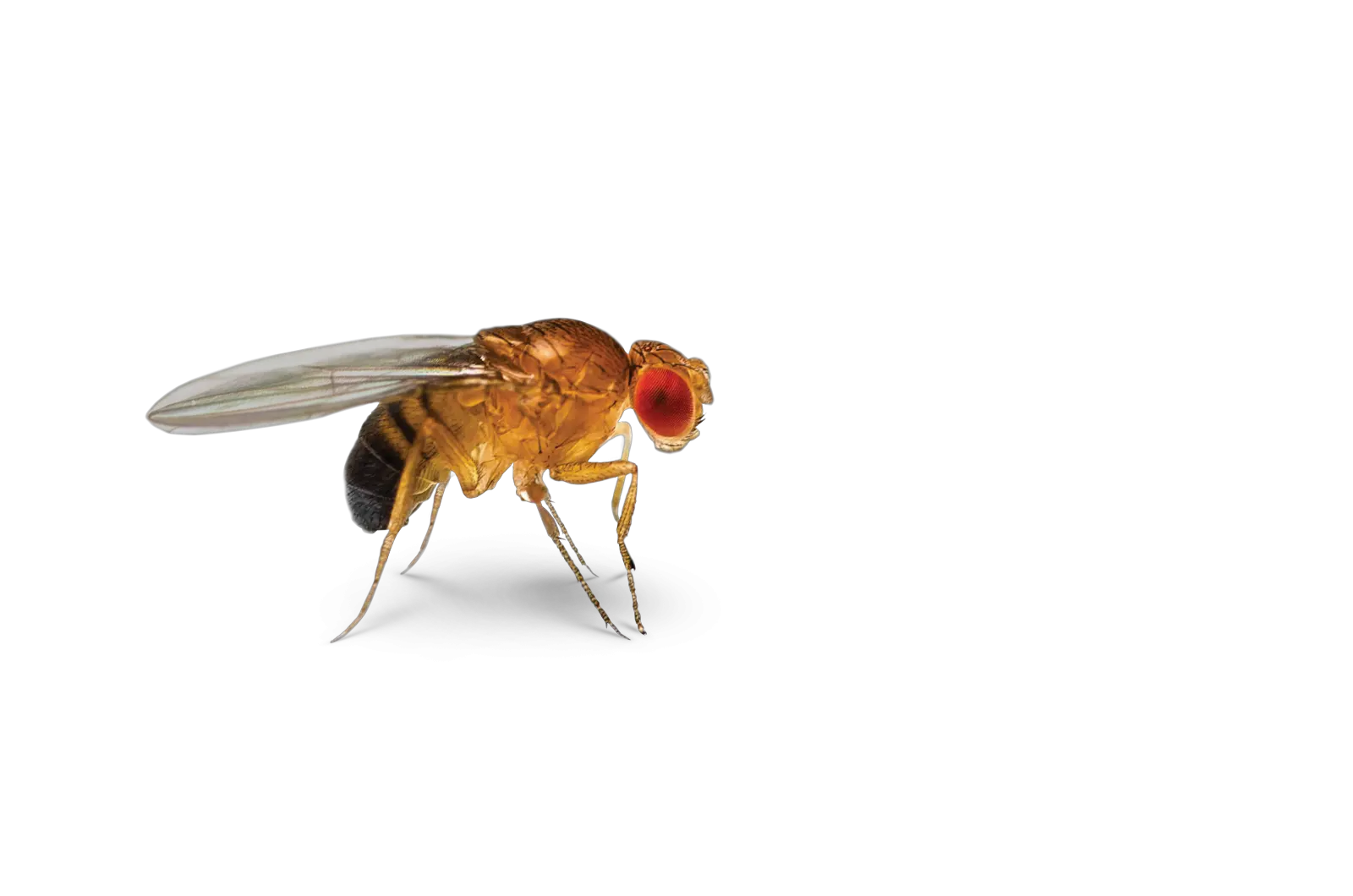  Ontogenie Drosophila Fruit Fly Fruit Fly Transparent Background Png Fly Png