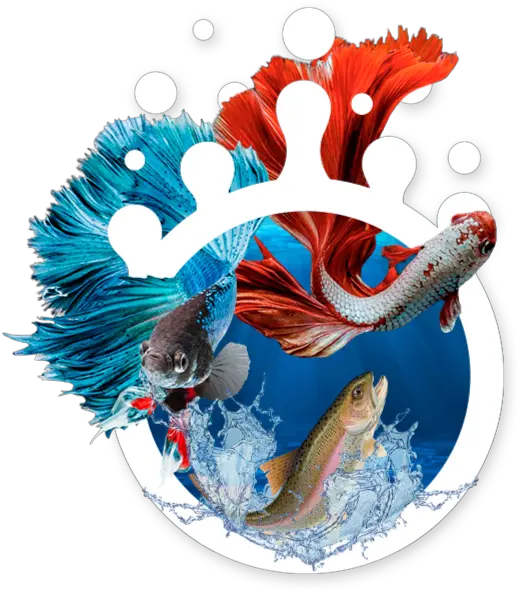  Life By Air Aeration Experts Keeping Water Alive Aquarium Fish Png Koi Fish Icon