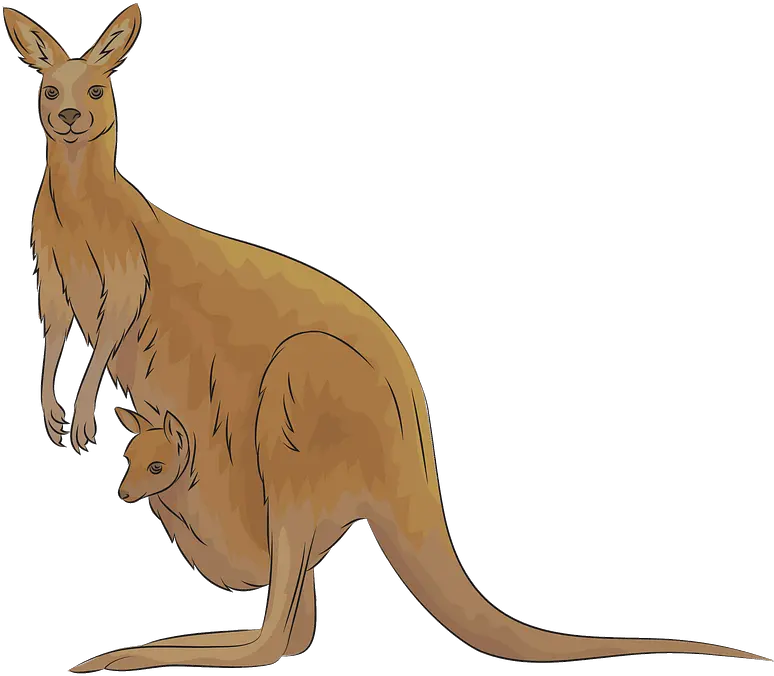  Kangaroo Clipart Free Download Transparent Png Creazilla Kangaroo Clipart Kangaroo Transparent